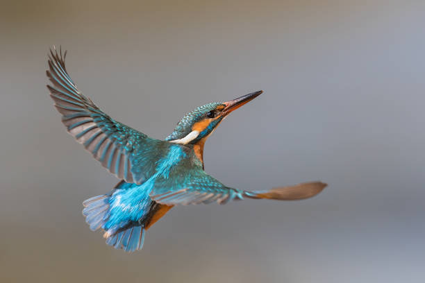 vol commun kingfisher (alcedo atthis) - martin pêcheur photos et images de collection
