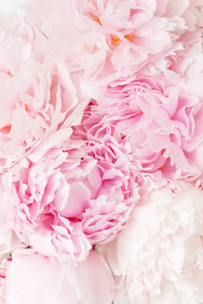 istock beautiful pink peony flower background 946071732