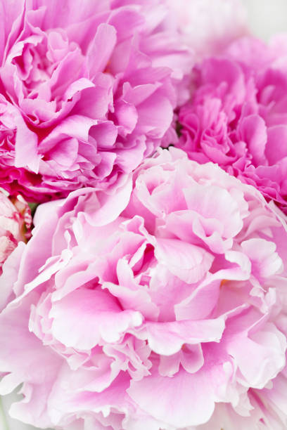 istock beautiful pink peony flower background 946071918