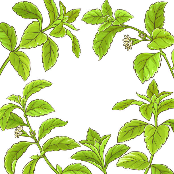 ilustrações, clipart, desenhos animados e ícones de quadro de vetor de ramo stevia - vector branch leaf affectionate