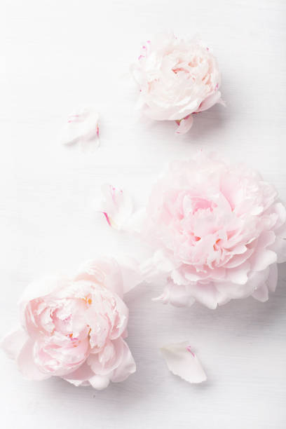 istock beautiful pink peony flower background 946072200
