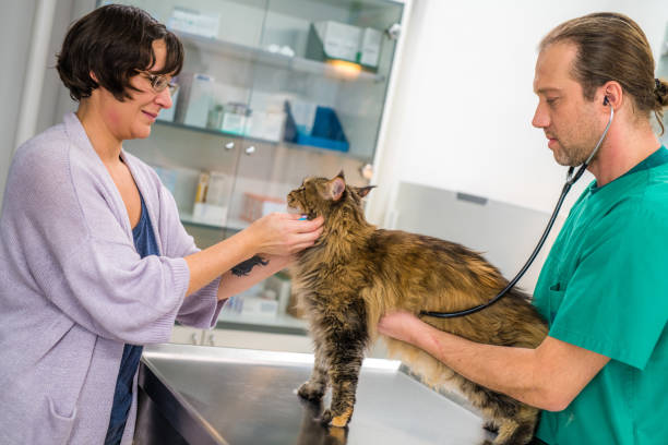 istock Veterinarian examining cat in veterinary clinic 946072300