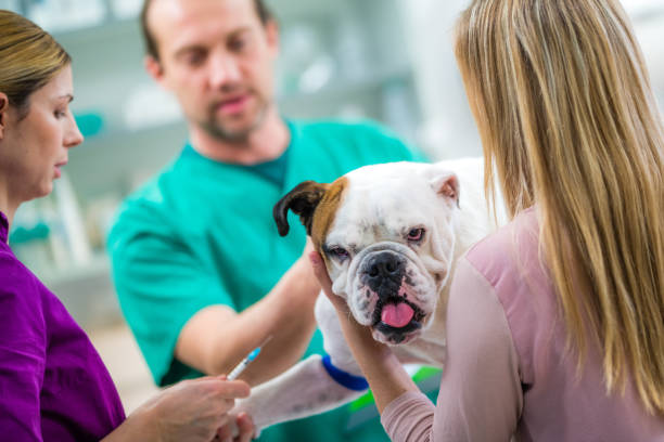 istock Veterinarians examining dog 946072350