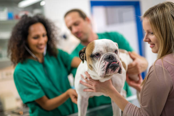 istock Veterinarian examining dog 946072366