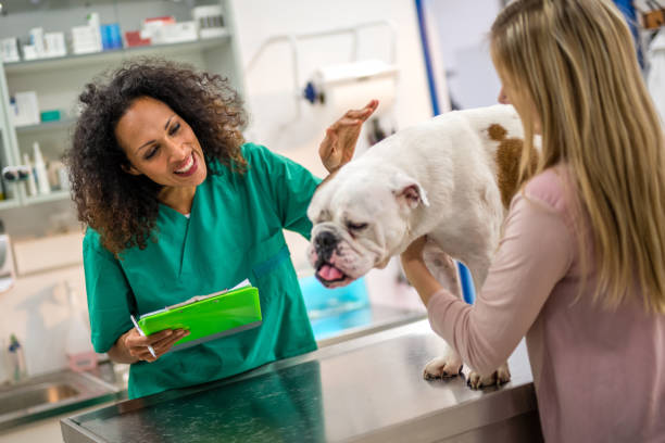 istock Veterinarian stroking bulldog 946072368
