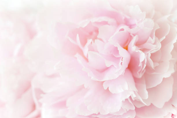 istock beautiful pink peony flower background 946073024
