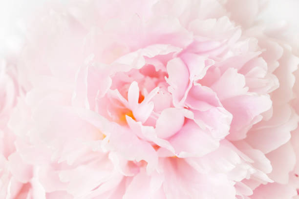 istock beautiful pink peony flower background 946075162