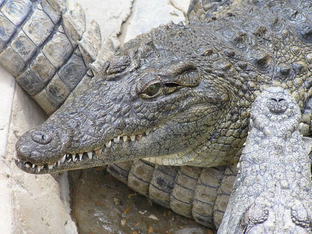 istock Crocodile- South Africa 946078724