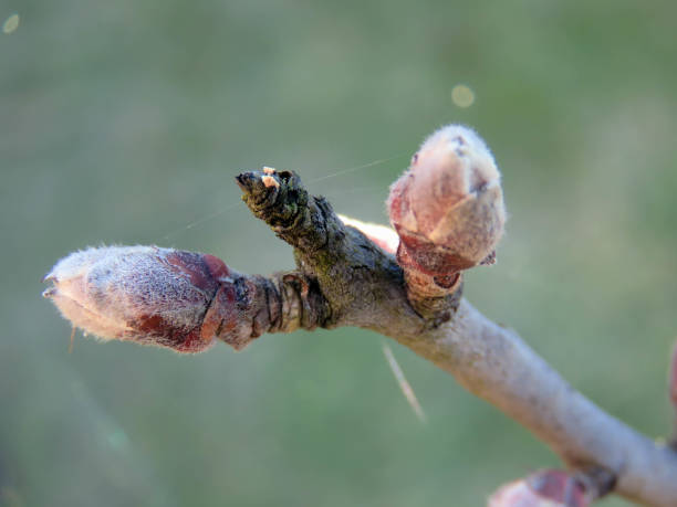 istock blossoming buds in the trees 946079032