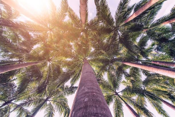 coconuts palm trees - thailand heaven tropical rainforest forest imagens e fotografias de stock