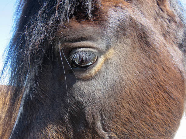 istock beautiful brown horse 946081610