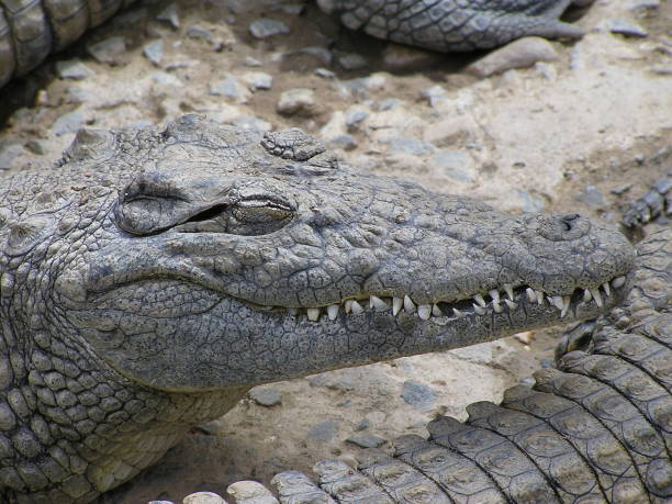 istock Crocodile- South Africa 946081870