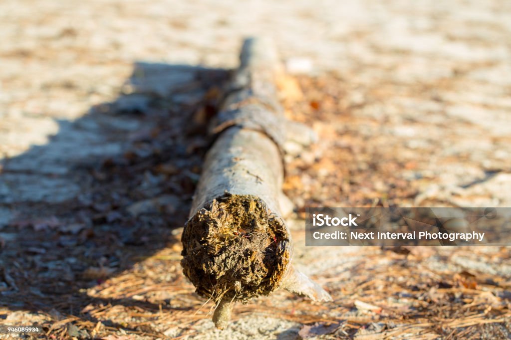 Driftwood in the sunlight Beach Stock Photo