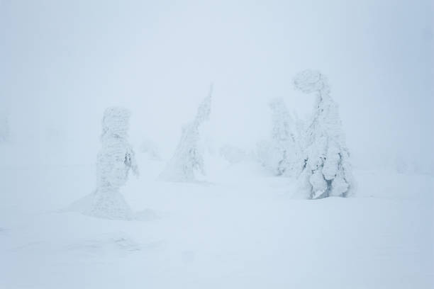istock Snow blizzard in foggy Gorgany mountains forest 946087394