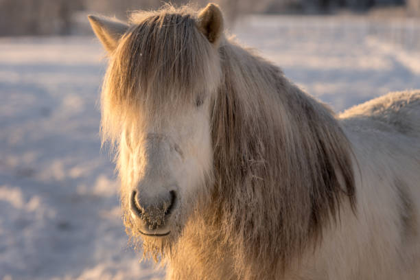 istock White Icelandic horse in freezing winter time 946089910