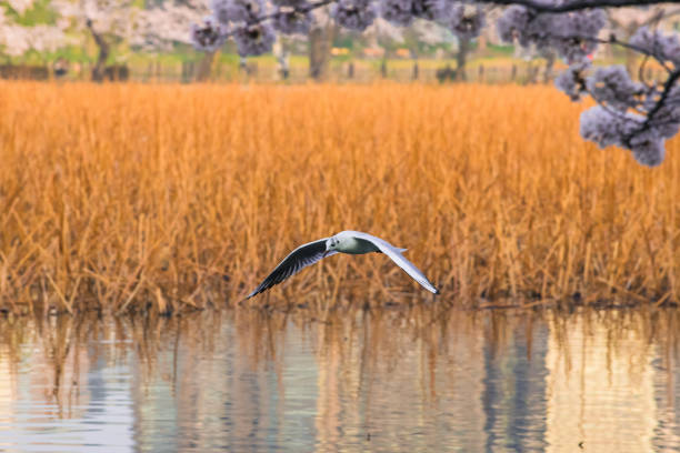 very beautiful seagull bird flying and japan sakura cherry blossom flower in spring season