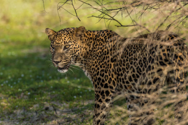 istock Sri Lankan Leopard (Panthera pardus kotiya), Wilpattu National Park 946098178