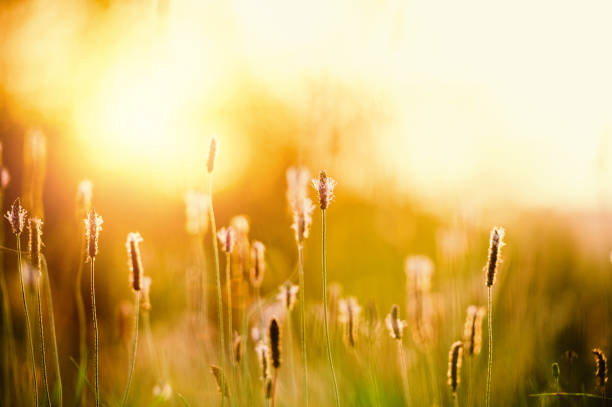 istock Sunset Over Plantago media 946098848
