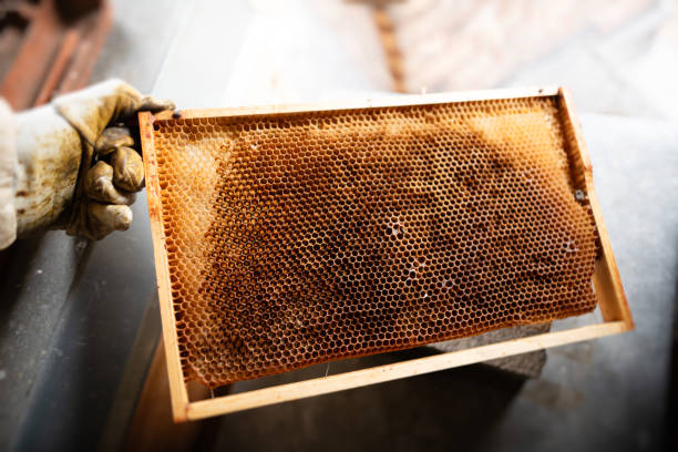 istock Beekeeper holding a frame of honeycomb in Berlin 946101548