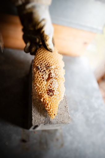 Beekeeper holding a frame of honeycomb in Berlin