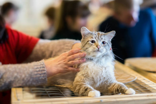 assustado sozinho fofo gato de rua com olhar assustado, deitado na gaiola no abrigo esperando para adotar em casa. menina voluntária tenta acalmar e suporte acariciando o gato - pet fair - fotografias e filmes do acervo