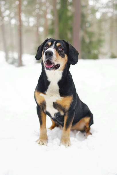 istock Entlebucher Mountain dog sitting outdoors on a snow in winter forest 946102884