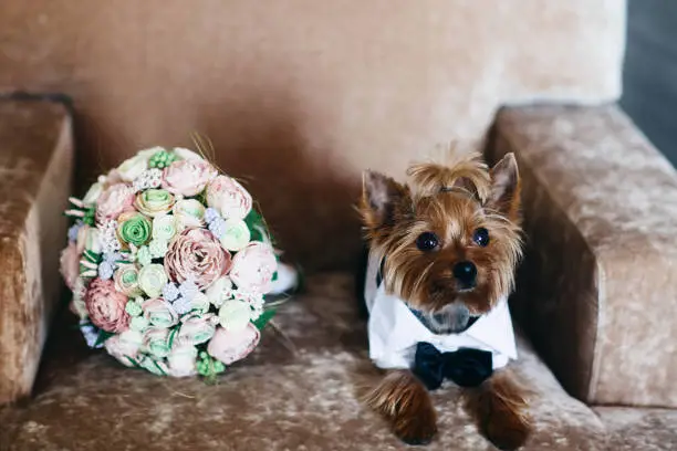 Photo of Wedding bouquet of flowers. Festive dog. Wedding preparations