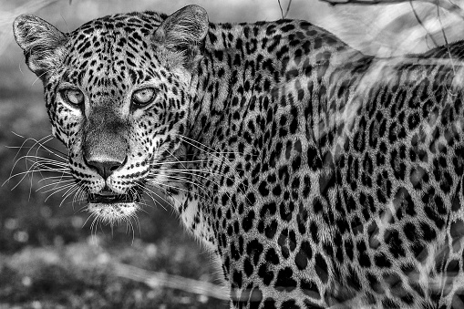 A leopard unique to Sri Lanka. This leopard was seen wandering around looking for pray at the Wilpattu national Park.