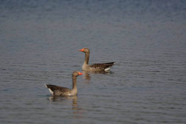 istock wild geese are swimming 946105962