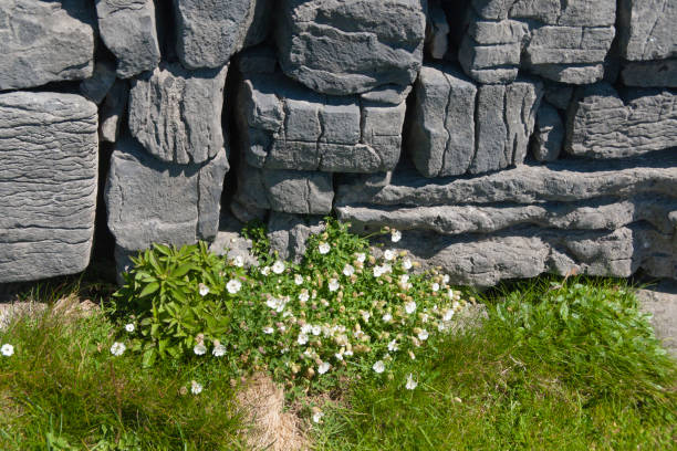 Detail of Dun Aonghasa Dry Stone Wall with White Flowers of Sea Campion A detail of the interior wall of Dun Aonghasa (Dun Aengus) in springtime.  White flowers of Sea Campion (Scientific Name: Silene uniflora) (Irish Name: Coirean mara) set against the ancient dry stone wall.  Inishmore, Aran Islands, County Galway, Ireland. michael stephen wills aran stock pictures, royalty-free photos & images