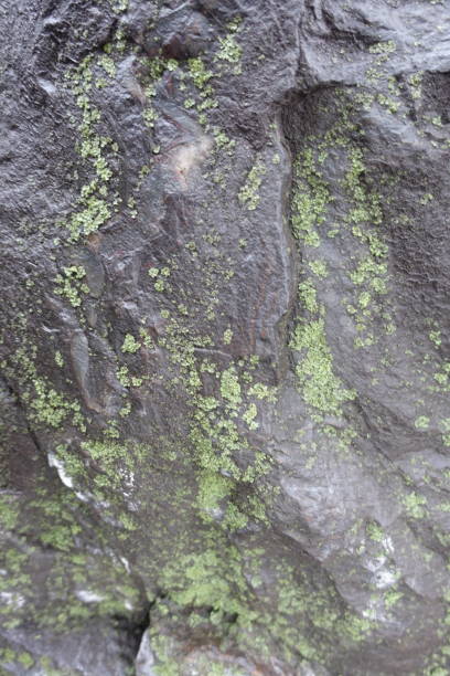 istock Black natural stone covered with green lichen 946108996