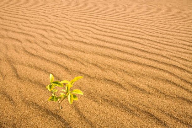 모래 언덕에 성장 하는 작은 식물 - conquering adversity adversity plant desert 뉴스 사진 이미지