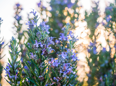 Flowering rosemary plant (rosmarinus officinalis) in Esporao, Portugal, at sunset