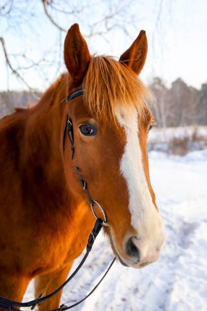 istock Portrait of a horse 946125796