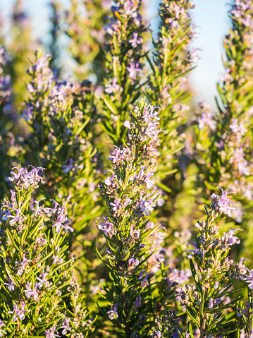 Flowering rosemary plant (rosmarinus officinalis) in Esporao, Portugal, at sunset