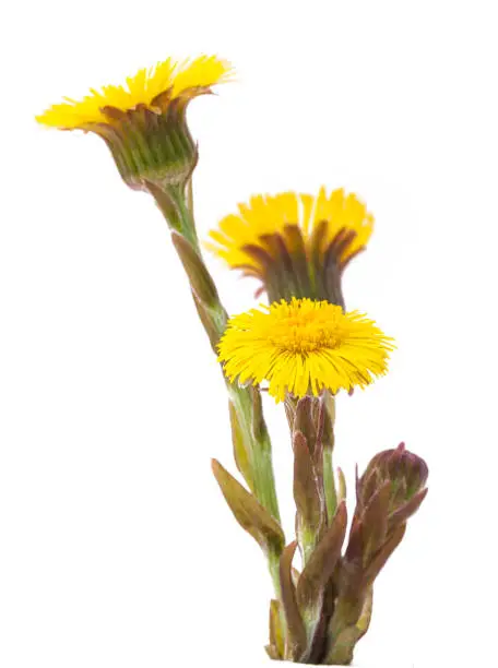Tussilago farfara, commonly known as coltsfoot. Coltsfoot has been used in herbal medicine and has been consumed as a food product with some confectionery products.