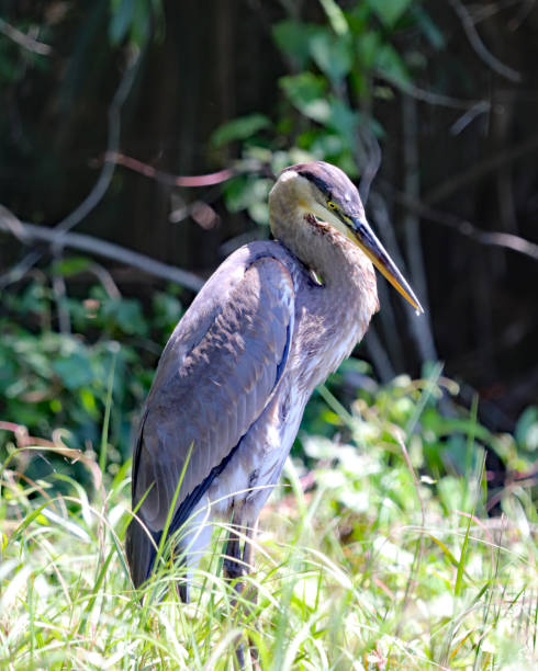 istock Great Blue heron standing in grass 946131260
