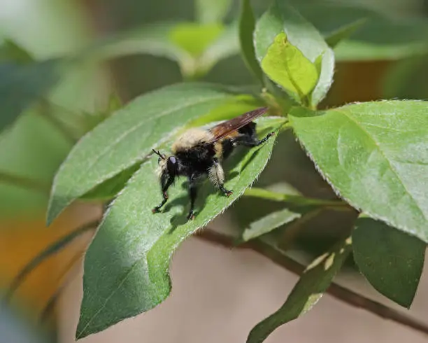 The Florida bee killer is a species of Robber fly which mimics the appearance of a bee which is it's usual prey