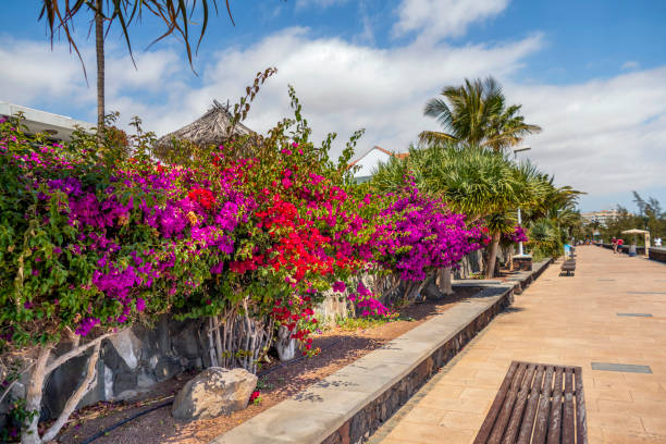 Canary Island promenade surroundings
