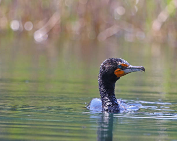 istock Cormorant swimming 946132574