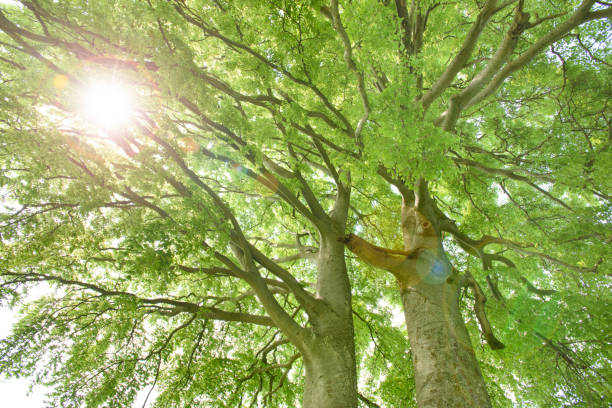 istock high angle view to textured treetop of linden tree 946132816