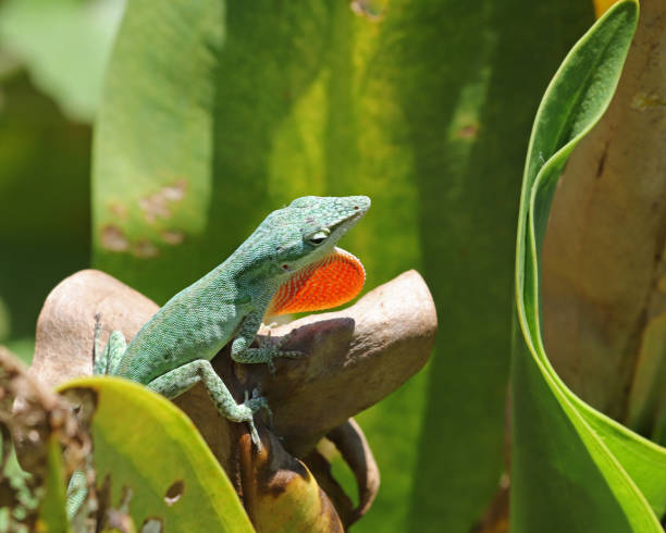 istock Male green anole lizard in Florida 946134426