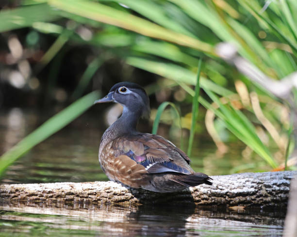 istock Female Wood duck on log 946137322