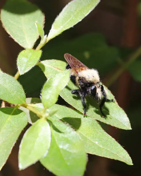 Florida Bee killer is a species of Robber fly that preys on bees of all sorts.