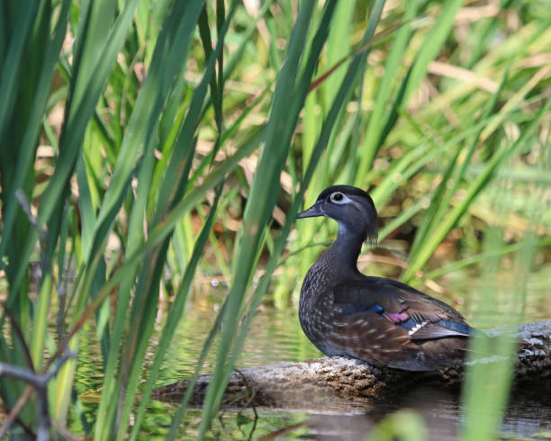 istock Female Wood duck (Aix sponsa) 946137610
