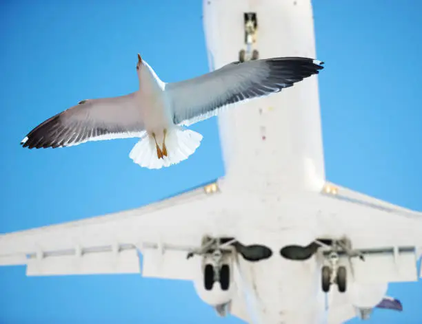 Photo of Bird and incoming airplane