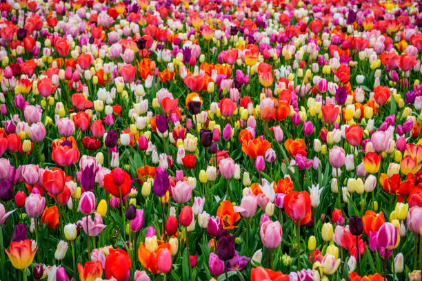 istock Assorted tulips in all colors, large picture 946138514