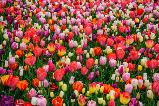 istock Assorted tulips in all colors, large picture 946138584