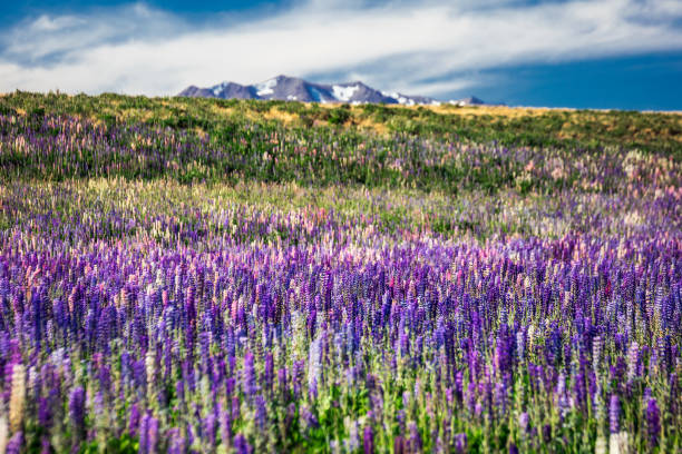 Majestic mountain landscape with lupins blooming near lake Tekapo, New Zealand.