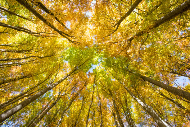 istock high angle view to textured treetop of beech tree 946139150